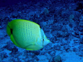   Lemon Butterfly fish  
